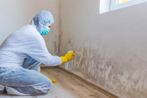 Licensed Mold Testing service in Byron Center, MI - WQB Mold Removal